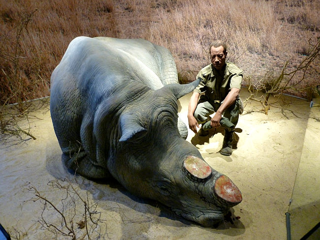 nashorn