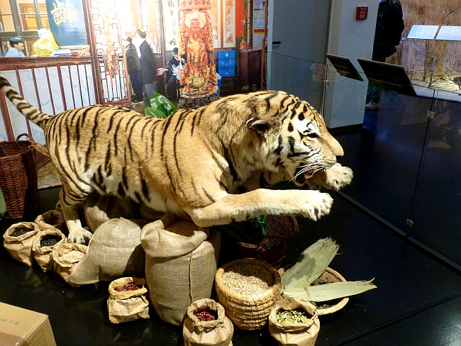tiger
