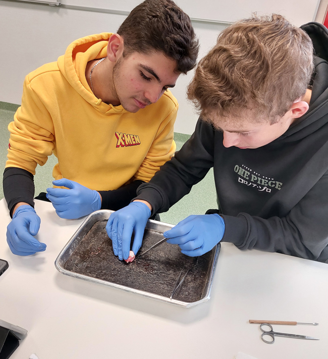 Schüler präparieren Auge