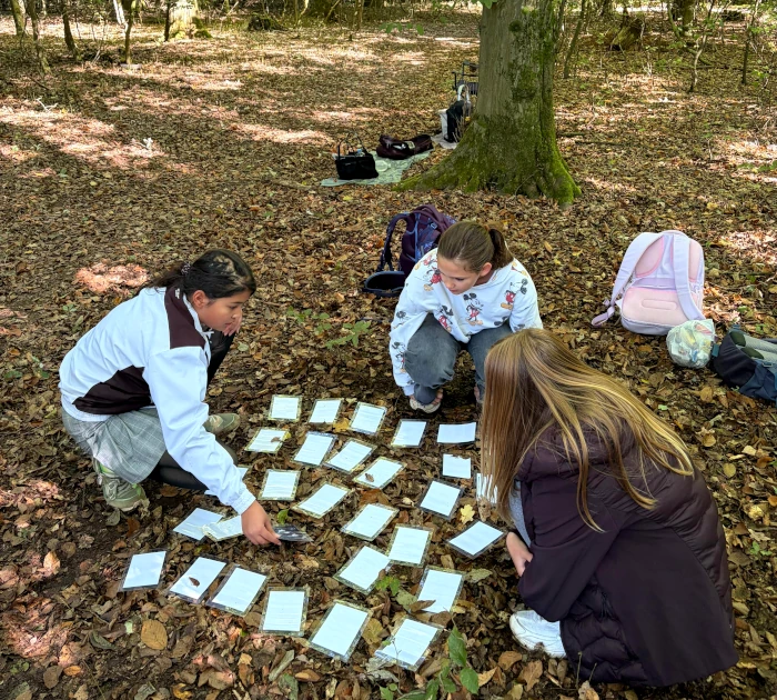 waldjugendspiele